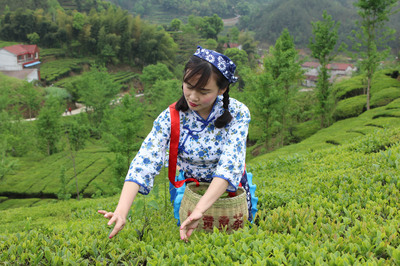 湖北金雷茶葉公司 英山云霧茶，源自“森”呼吸的自然饋贈(zèng)