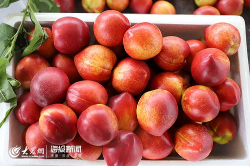 日照市食用農(nóng)產(chǎn)品合格證制度試行工作現(xiàn)場會(huì)在莒縣召開，助力批發(fā)環(huán)節(jié)質(zhì)量安全再上新臺(tái)階